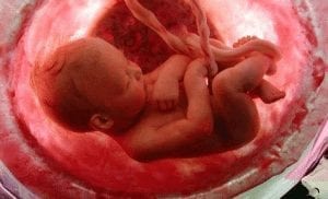 ما هي مراحل تكون الجنين؟