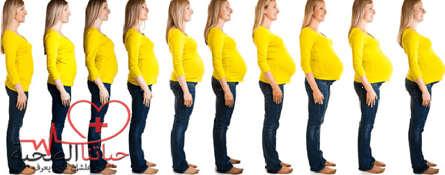 مراحل فترة الحمل