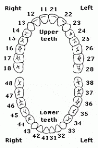 عدد الاسنان
