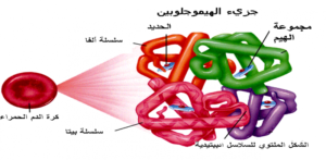 شكل هيموجلوبين الدم